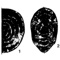 Chromista - Foraminifera (foraminifers)