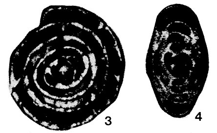 Nikitinella septata Sosnina, 1983 Nikitinella septata Sosnina, 1983
