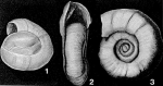 Gordiospira fragilis Heron-Allen & Earland, 1932