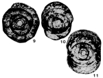 Pseudobaisalina mirifica Sosnina, 1983