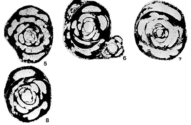 Baisalina pulchra Reitlinger, 1965 Baisalina pulchra Reitlinger, 1965