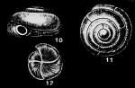 Fischerina helix Heron-Allen & Earland, 1915