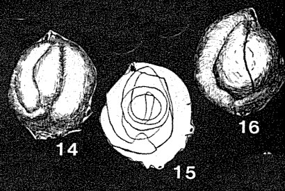Glomulina fistulescens Rhumbler, 1936