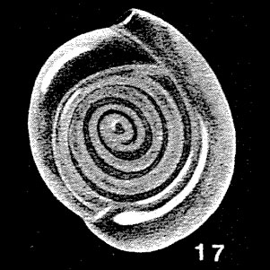Subfischerina galapagoensis McCulloch, 1977 Subfischerina galapagoensis McCulloch, 1977