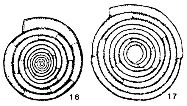 Dolosella multifida Danich, 1969 Dolosella multifida Danich, 1969