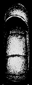 Fischerina rhodiensis Terquem, 1878 Fischerina rhodiensis Terquem, 1878