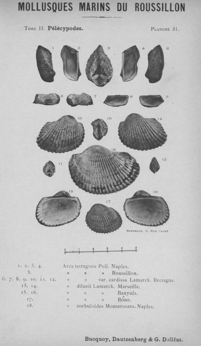 Bucquoy et al. (1887-1898, pl. 31) Bucquoy et al. (1887-1898, pl. 31)