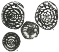 Chromista - Foraminifera (foraminifers)