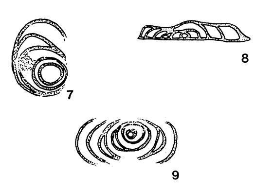 Planiinvoluta carinata Leischner, 1961 Planiinvoluta carinata Leischner, 1961