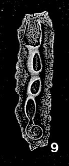 Nubeculinella bigoti Cushman, 1930