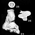 Meandroloculina bogatschovi Bogdanovich, 1935