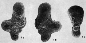 Clavigerinella alicantensis Cremades Campos, 1978