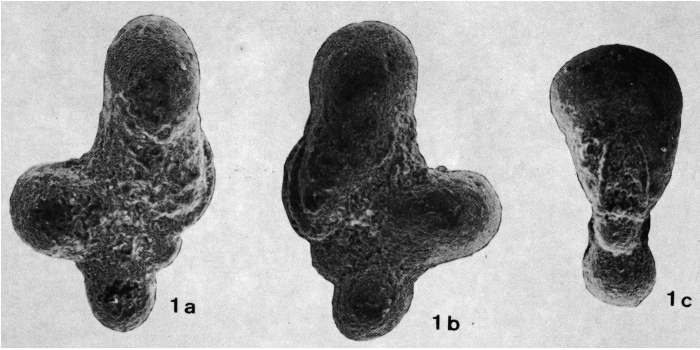 Clavigerinella alicantensis Cremades Campos, 1978