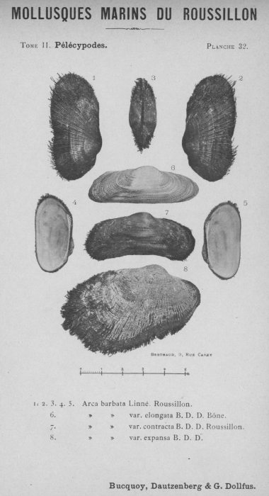 Bucquoy et al. (1887-1898, pl. 32)