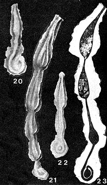 Nodophthalmidium anae Gheorghian, 1980 Nodophthalmidium anae Gheorghian, 1980
