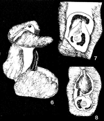 Gymnesina glomerosa Colom, 1959