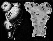 Nubecularia novorossica var. deformis Karrer & Sinzow, 1877