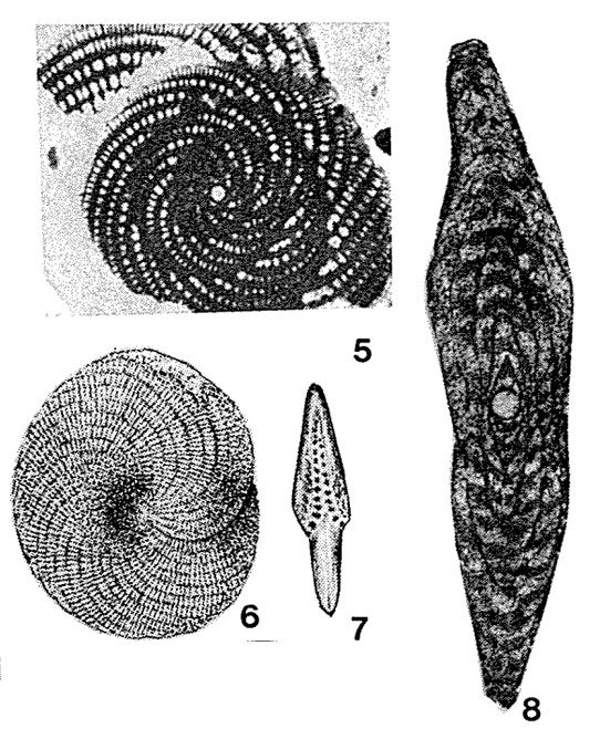Ayalaina rutteni (Palmer, 1934) Ayalaina rutteni (Palmer, 1934)