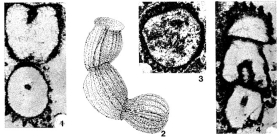 Costifera cylindrica Senowbari-Daryan, 1983