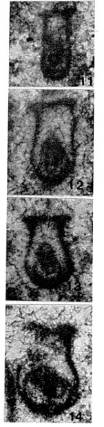 Spiriamphorella carpathica Borza & Samuel, 1977