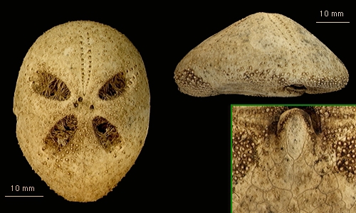 Brachysternaster chesheri Brachysternaster chesheri