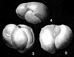 Hechtina praeantiqua Bartenstein & Brand, 1949