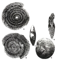 Chromista - Foraminifera (foraminifers)