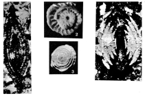 Nummofallotia cretacea (Schlumberger, 1900)