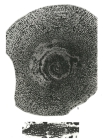 Spirapertolina almelai Ciry, 1964