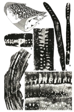 Pseudobroeckinella soumoulouensis Deloffre & Hamaoui, 1969