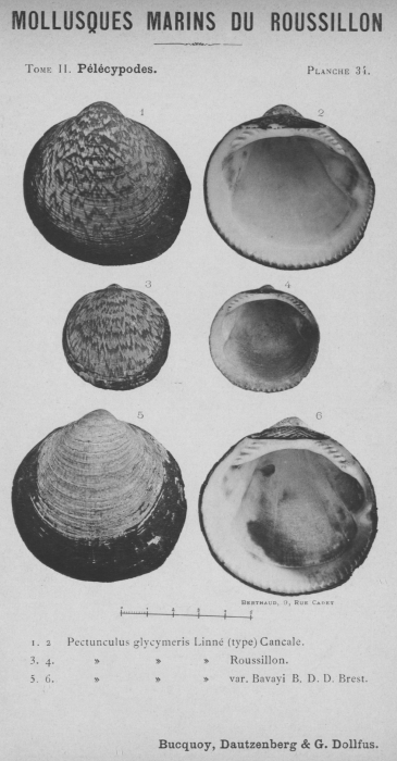 Bucquoy et al. (1887-1898, pl. 34) Bucquoy et al. (1887-1898, pl. 34)