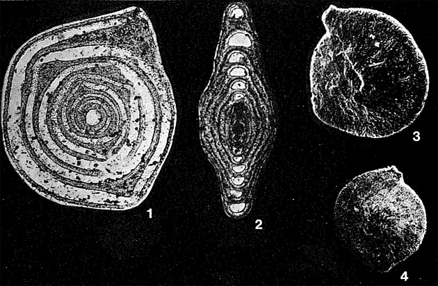 Praeophthalmidium (Eoophthalmidium) tricki Langer, 1968 Praeophthalmidium (Eoophthalmidium) tricki Langer, 1968