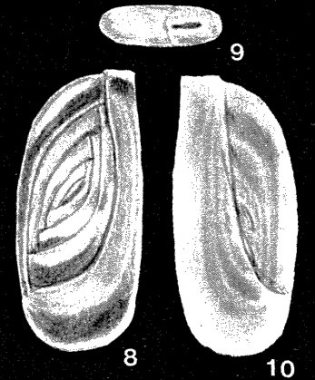 Subedentostomina lavelaensis McCulloch, 1981