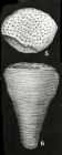 Conulina conica d'Orbigny, 1839