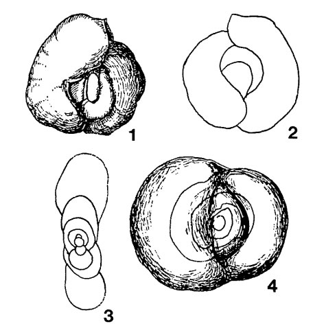 Ophthalmina kilianensis Rhumbler, 1936