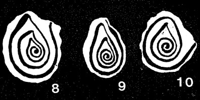 Praeophthalmidium orbiculare (Burbach, 1886) Praeophthalmidium orbiculare (Burbach, 1886)