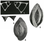 Spiroloculina inaequilateralis Schlumberger, 1893