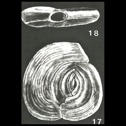 Neospiroloculina espirituensis McCulloch, 1977