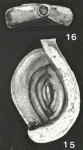 Cribrospiroloculina samoaensis McCulloch, 1977