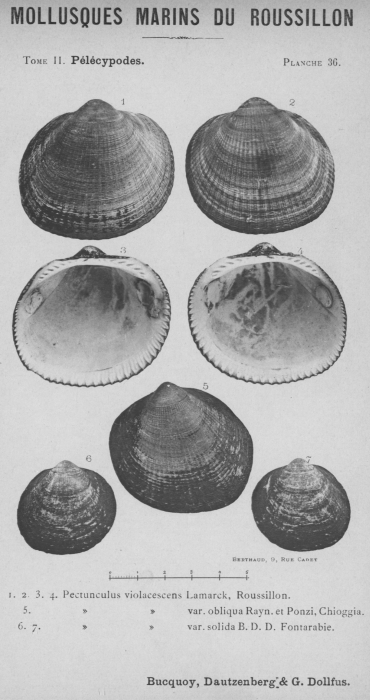 Bucquoy et al. (1887-1898, pl. 36) Bucquoy et al. (1887-1898, pl. 36)
