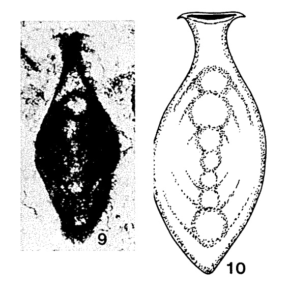 Paraophthalmidium carpaticum Samuel & Borza, 1981