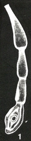 Rectospiroloculina duncanensis McCulloch, 1977 Rectospiroloculina duncanensis McCulloch, 1977