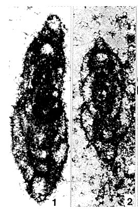 Bispiranella subcarinata Samuel, Salaj & Borza, 1981