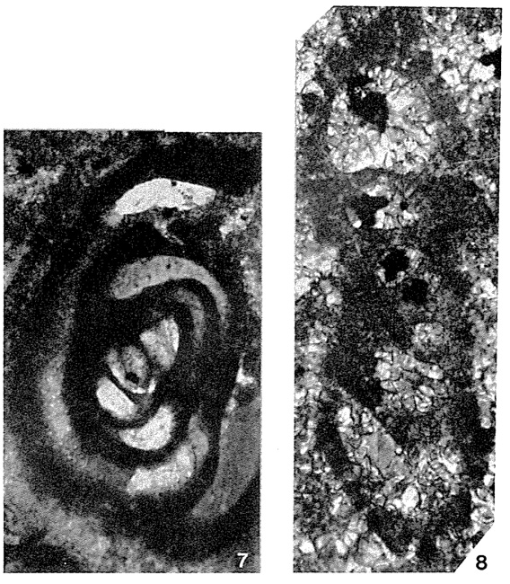 Ophthalmipora dolomitica Zaninetti & Brönnimann, 1972