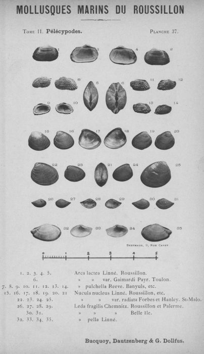 Bucquoy et al. (1887-1898, pl. 37) Bucquoy et al. (1887-1898, pl. 37)