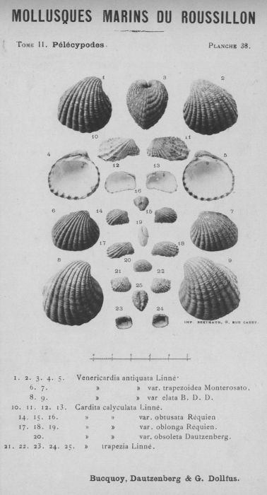 Bucquoy et al. (1887-1898, pl. 38)