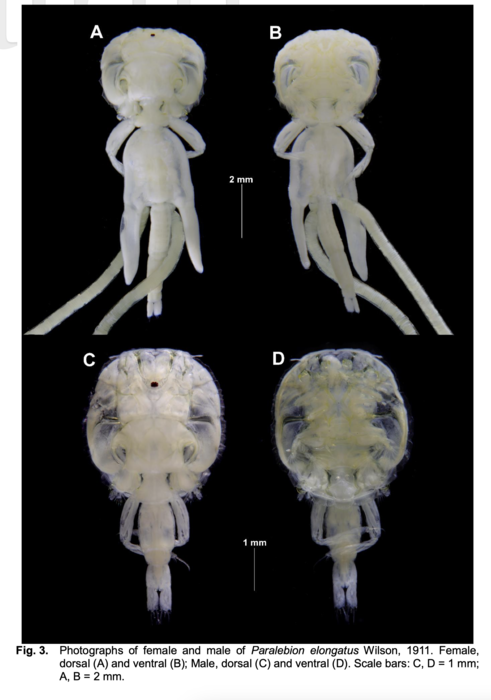 Paralebion elongatus