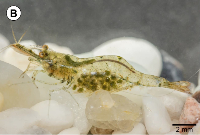 Caridina panhai Caridina panhai
