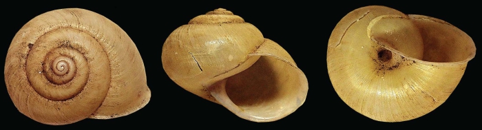 Parglogenia cobourgensis Holotype AM C.594396 Parglogenia cobourgensis Holotype AM C.594396