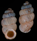 Diplommatina atauroensis Holotype AM C.583628